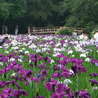 Hana Shoubu (Japanese iris) Festival at Gyoden Park 