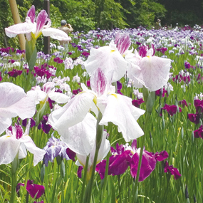 花しょうぶまつり