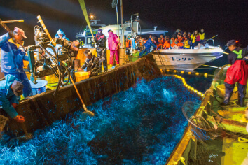 ホタルイカ海上観光