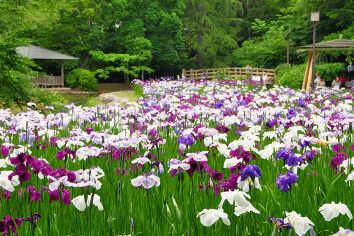 滑川の花しょうぶ