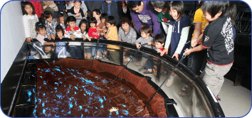 ほたるいかミュージアム