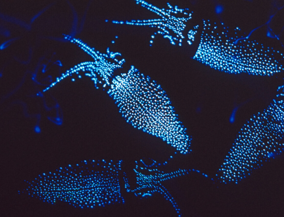 海の神秘 ホタルイカ