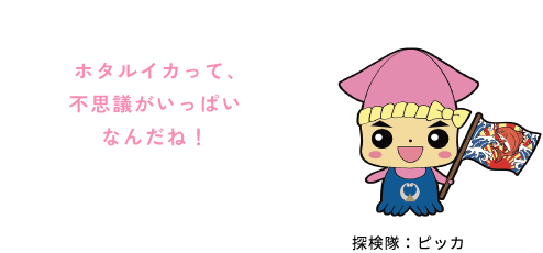 探検隊 ピッカ：ホタルイカって、不思議がいっぱいなんだね！