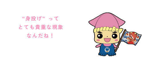探検隊 ピッカ：“身投げ”ってとても貴重な現象なんだね！