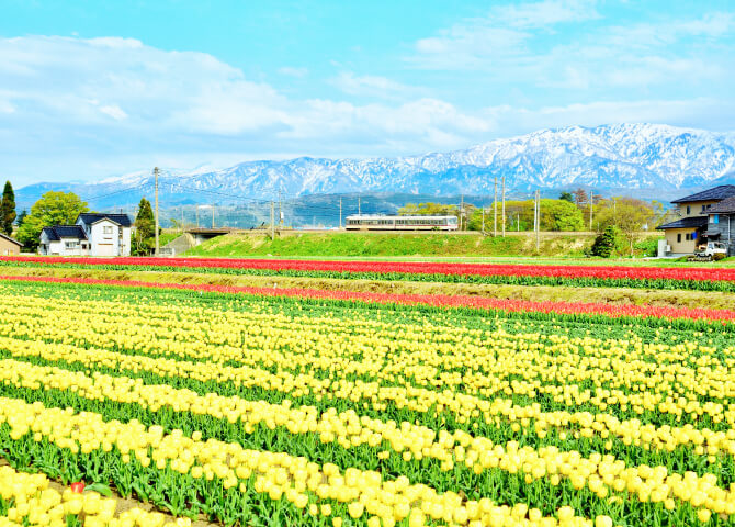 富山 滑川 チューリップと電車と立山連峰