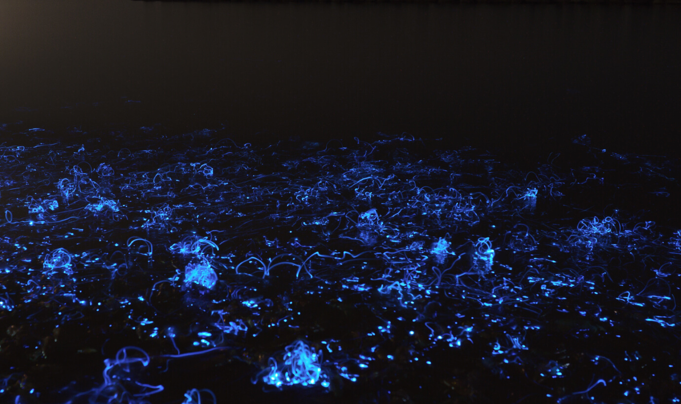 滑川で光るホタルイカ