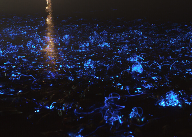 滑川で光るホタルイカ