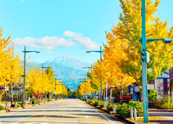 滑川に映えるいちょう並木と立山連峰