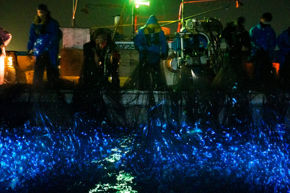 滑川のホタルイカ定置網漁