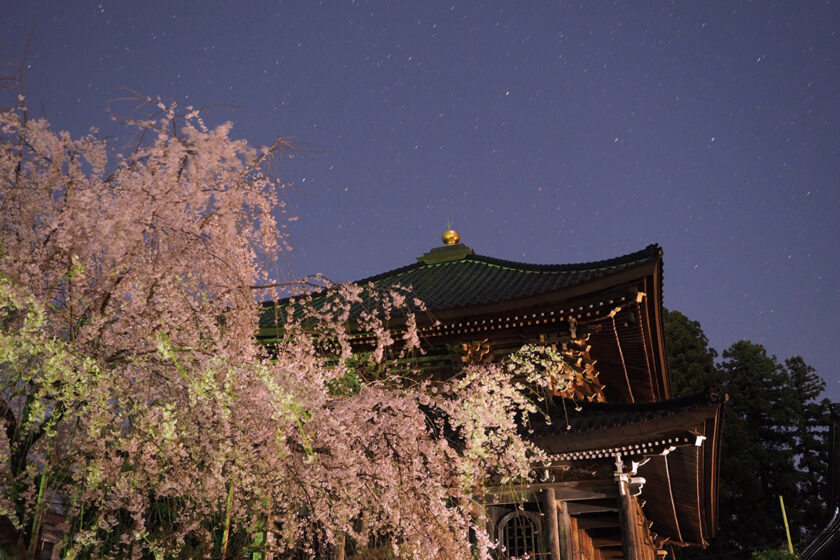 西光寺の枝垂桜