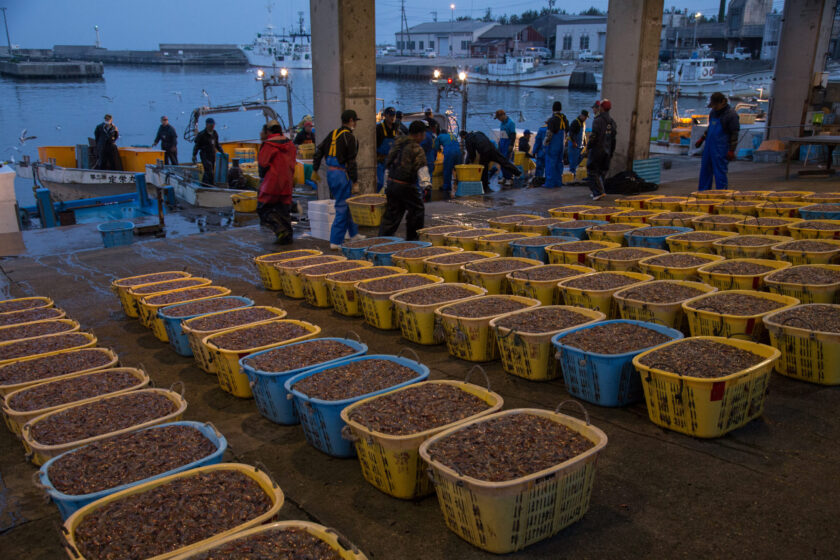 http://ホタルイカの水揚げ(滑川漁港)