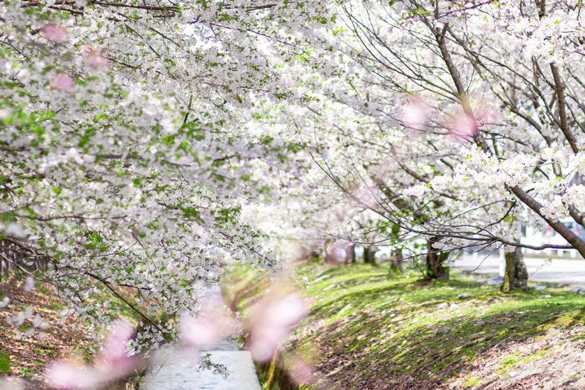 富川桜