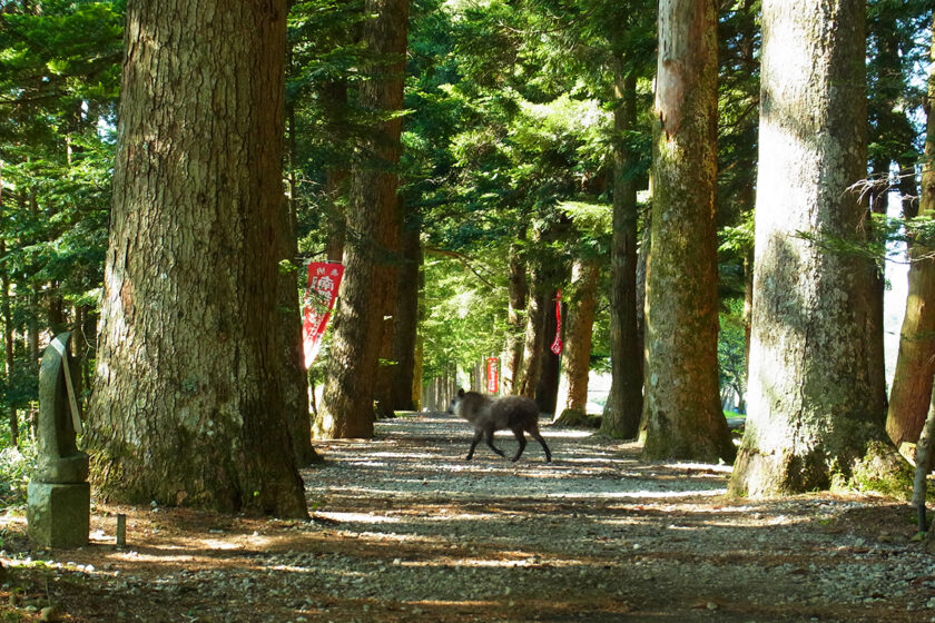 眼目山立山寺【上市】