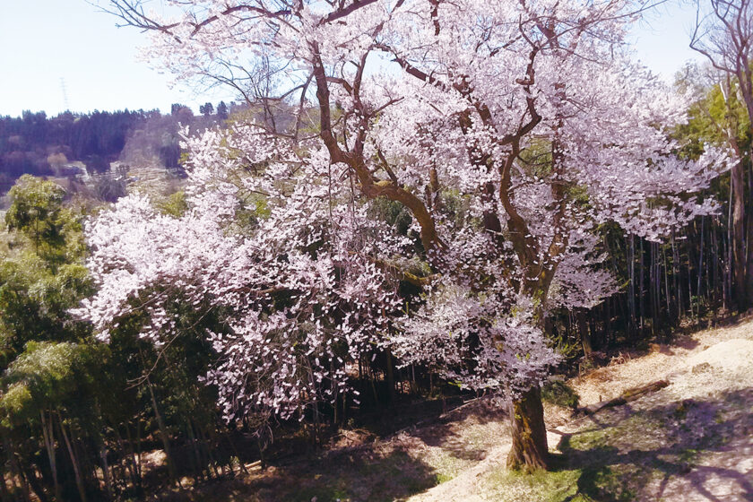 エドヒガンザクラの古木【市指定文化財】