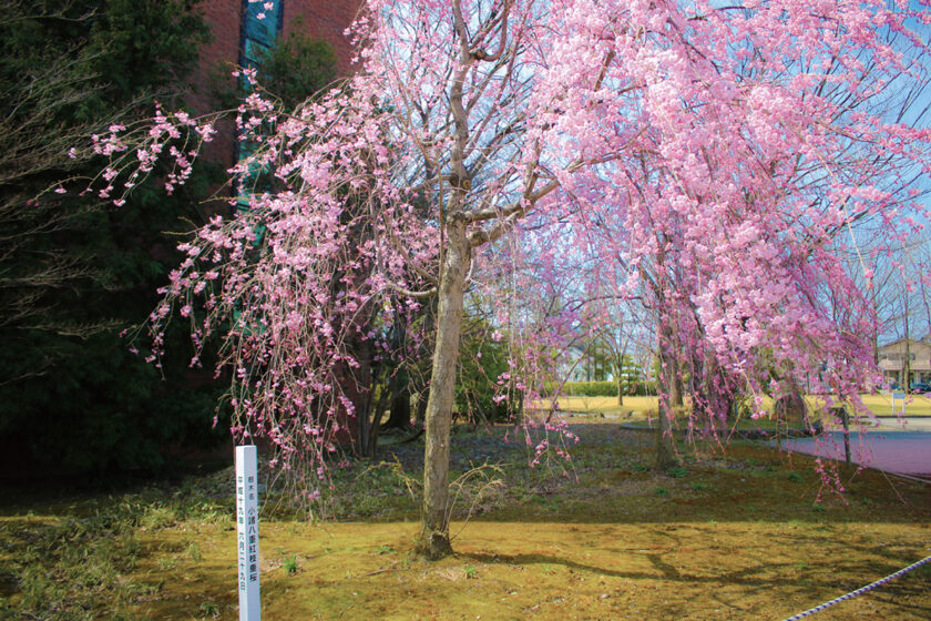 小諸八重紅枝垂桜