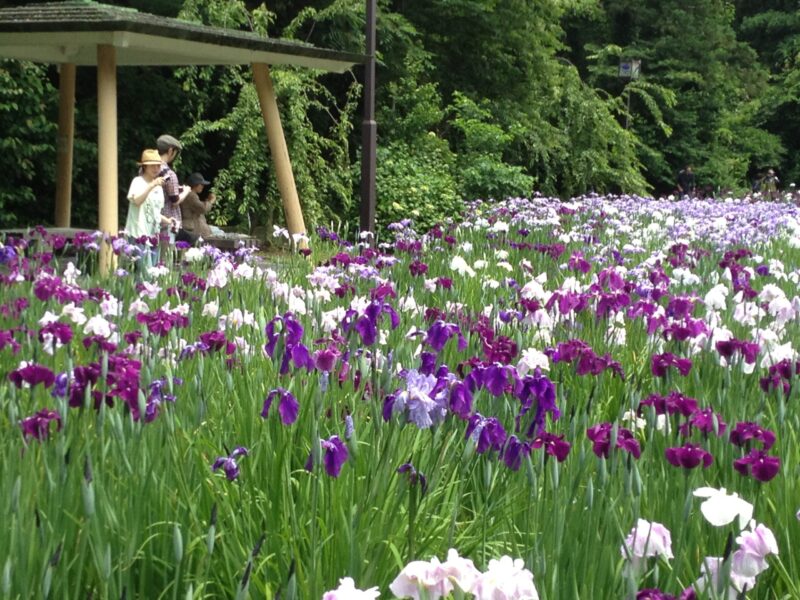 http://行田公園東菖蒲園