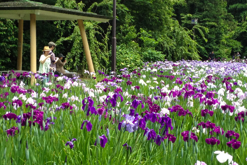 行田公園の花しょうぶ（6月）