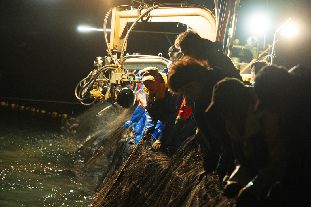 ほたるいか会場観光04