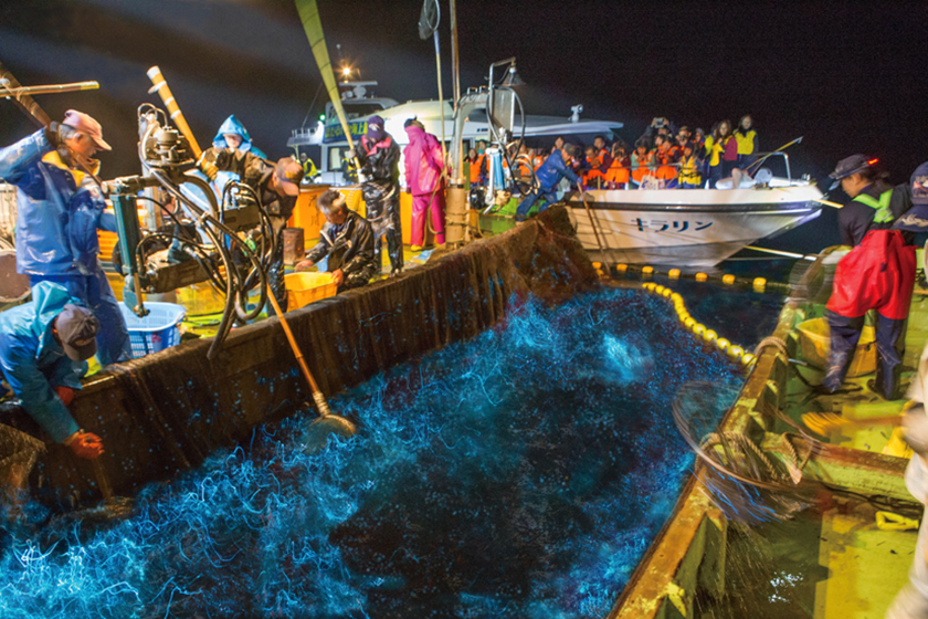 ほたるいか海上観光（4月上旬～5月上旬）