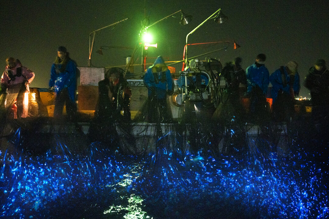 ほたるいか会場観光05