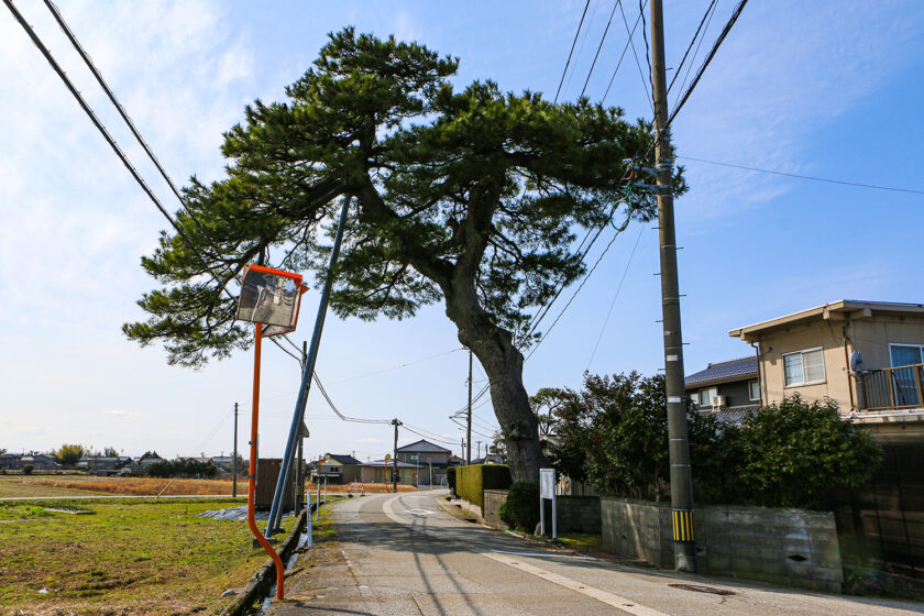 門松【市指定文化財】