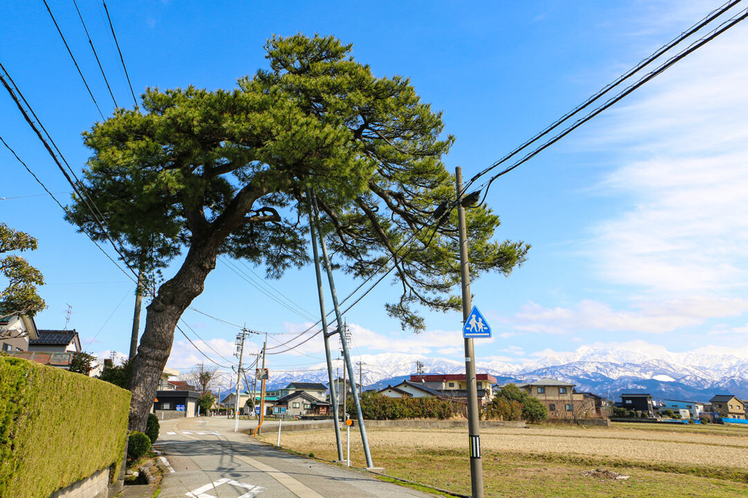 門松（もんまつ）【市指定文化財】
