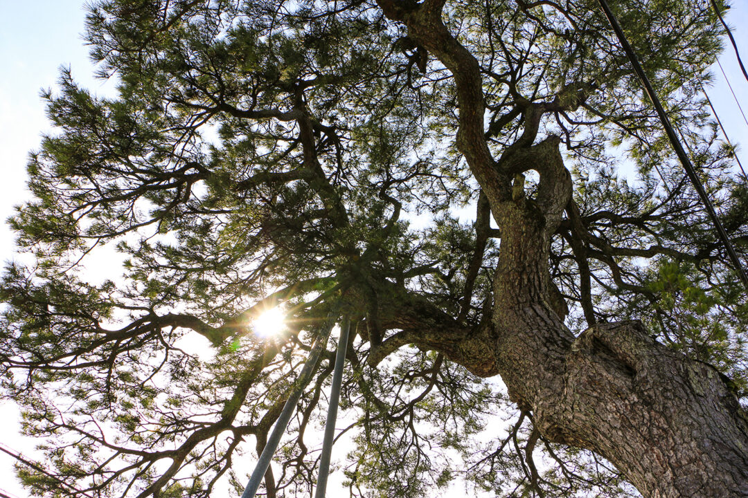 門松（もんまつ）【市指定文化財】