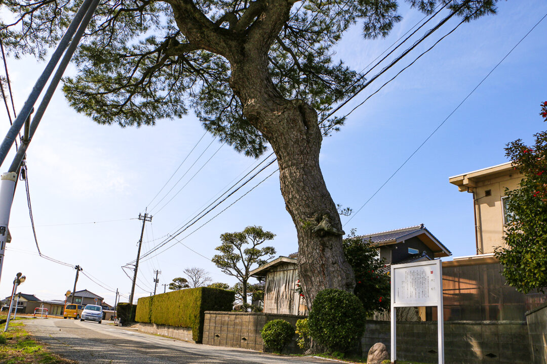 門松（もんまつ）【市指定文化財】