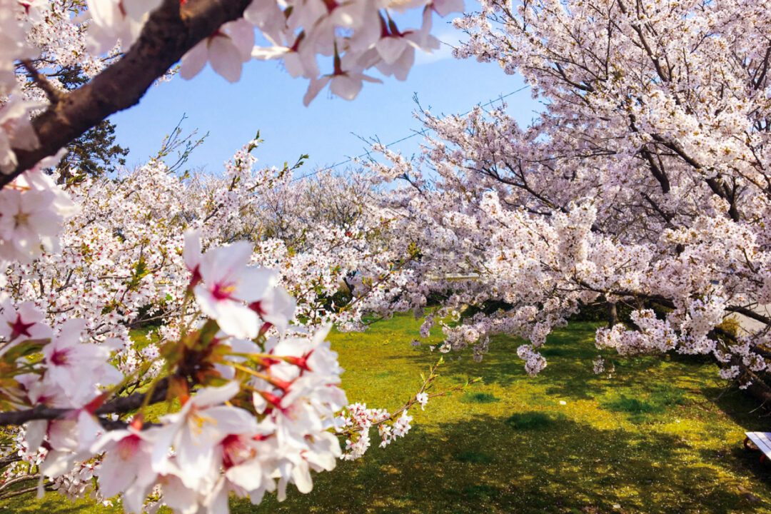 http://春の風物詩、桜を満喫しよう。%20宿場灯る「海エリア」の桜スポット